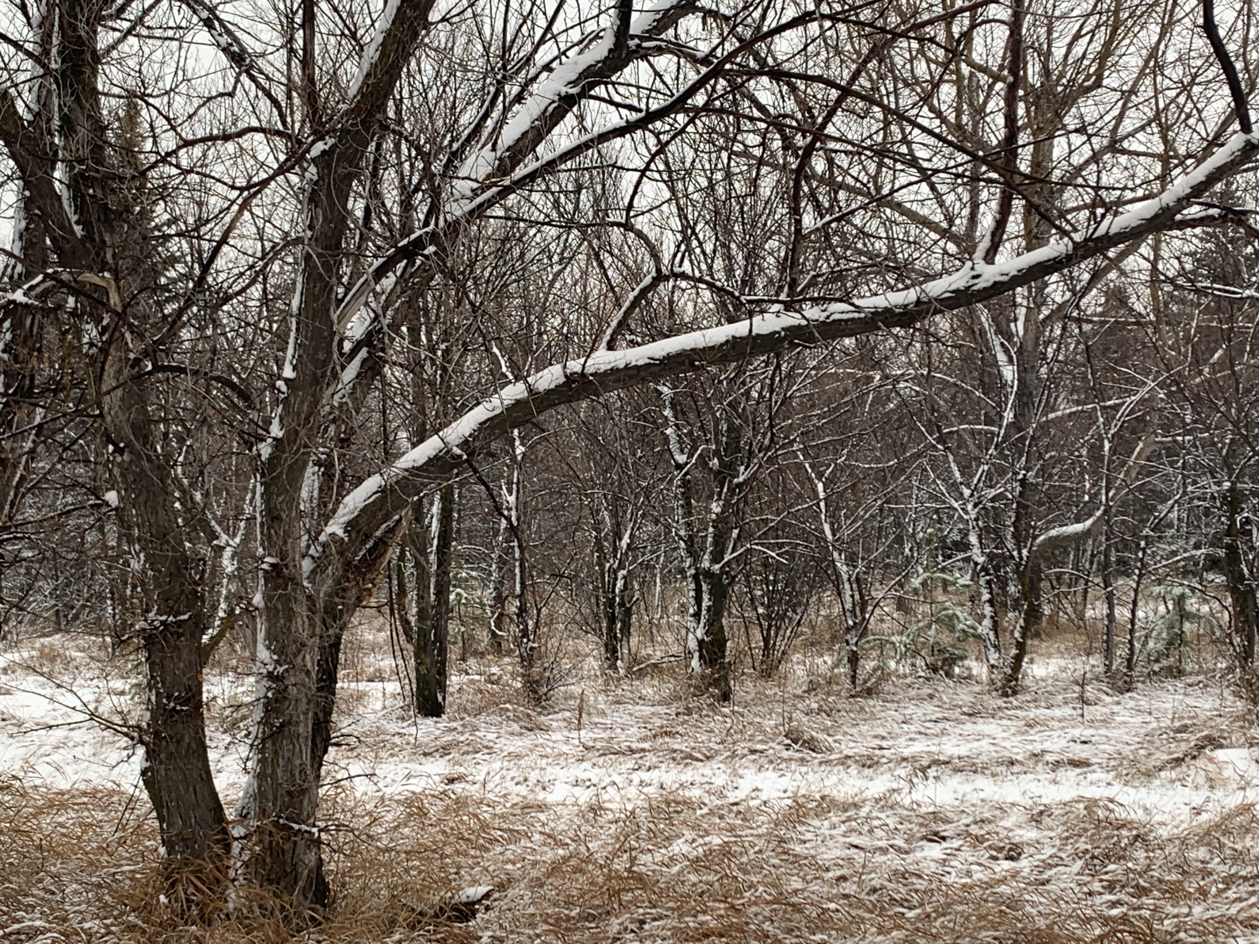 Elm trees in the Snow showers on Saturday Nov 15 at Richard St. Barbe Baker Afforestation Area, Saskatoon, Saskatchewan