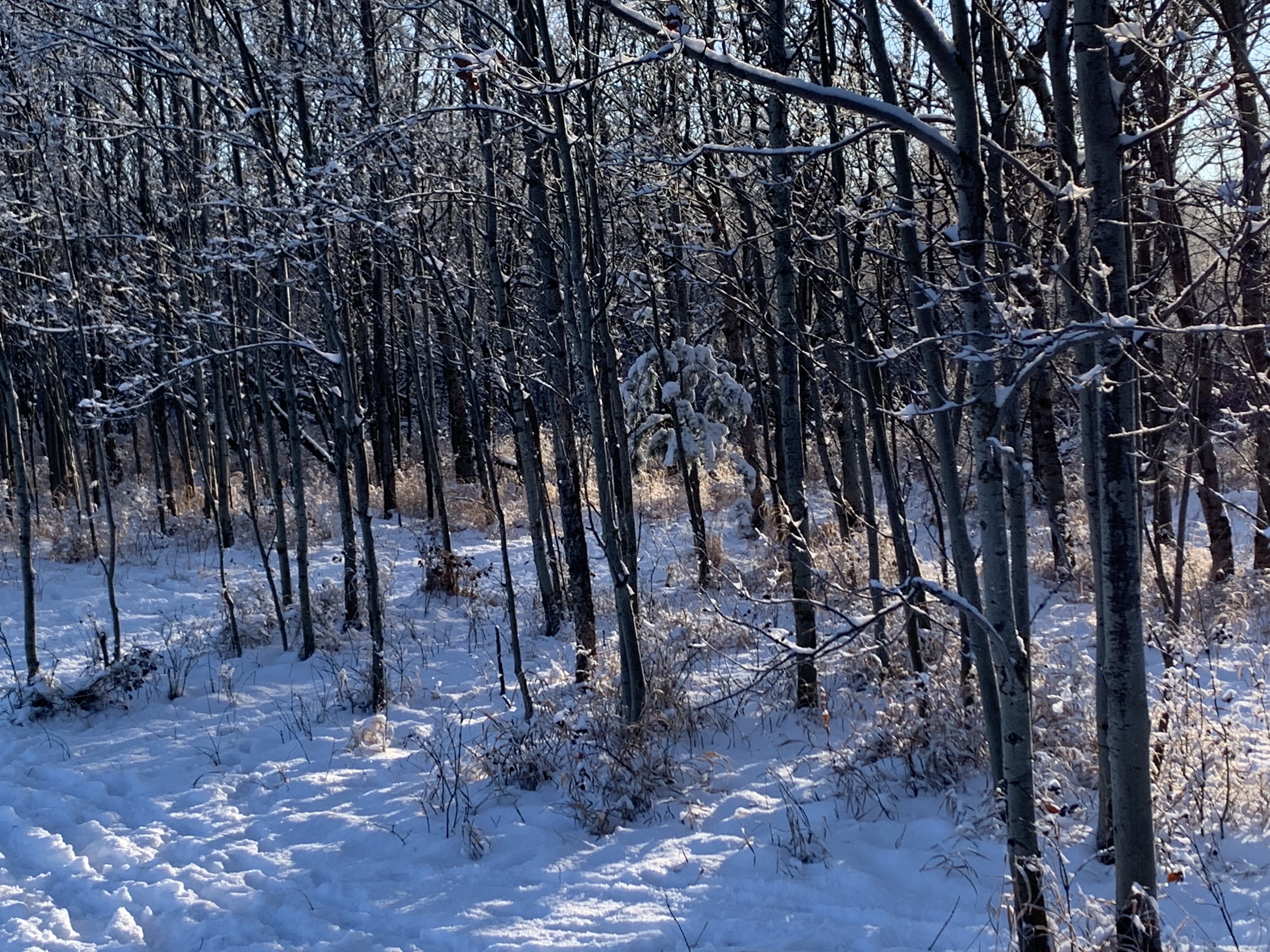 Hoar Frost and Rime Ice covering the trees at the Richard St. Barbe Baker Afforestation Area, Saskatoon , SK , in the bright morning sunlight