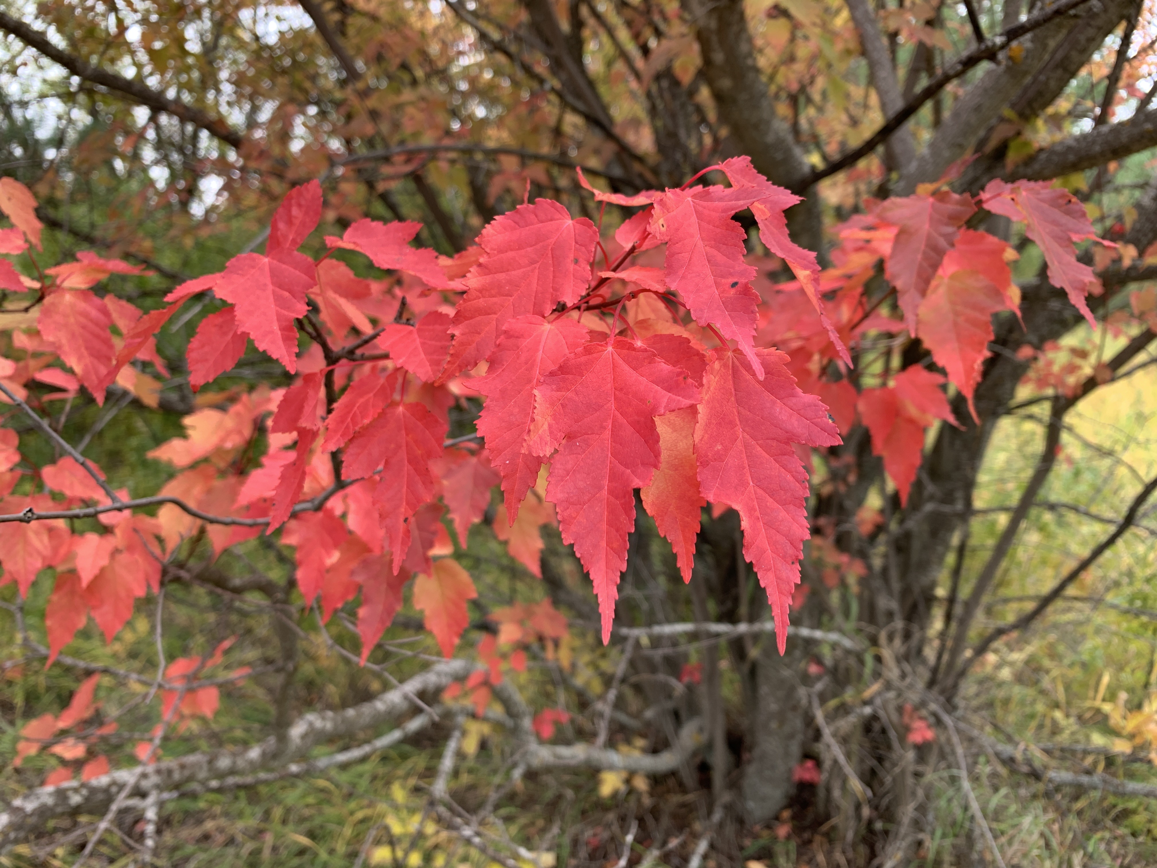 George Genereux Urban Regional Park, Saskatoon, Saskatchewan in the autumn