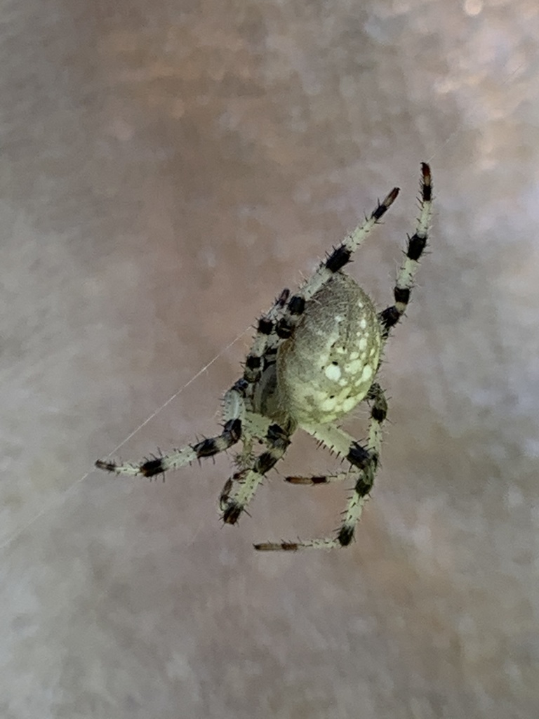 Angulate And Round Shouldered Spider Genus Araneus