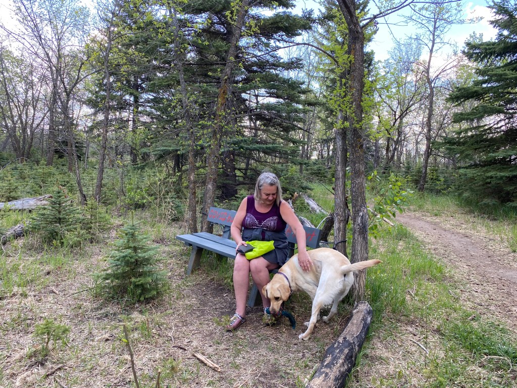 New Additions added to Richard St. Barbe Baker afforestation in celebration of the benches and bird feeding stations by a bird lover who loves the forest.