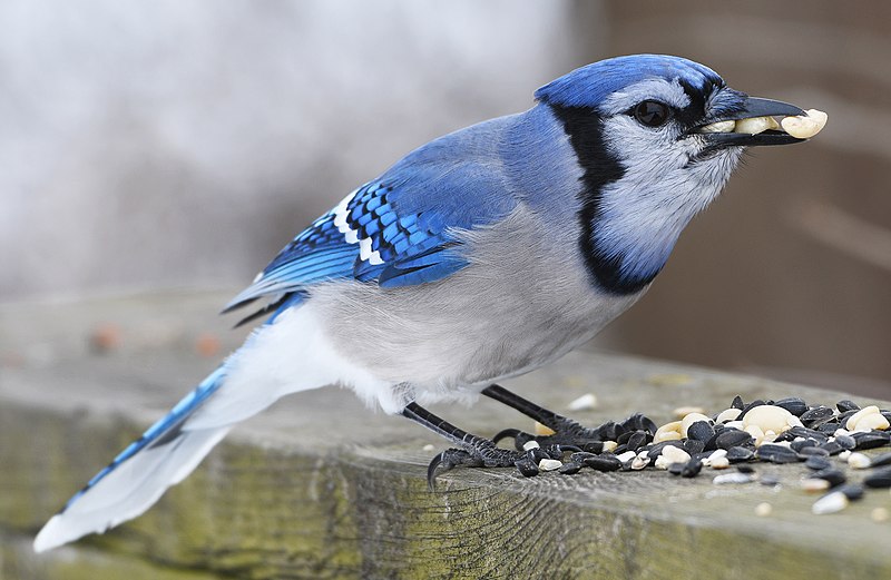 Blue Jay (Cyanocitta cristata)