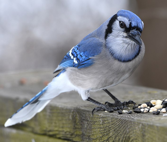 Blue Jay (Cyanocitta cristata)