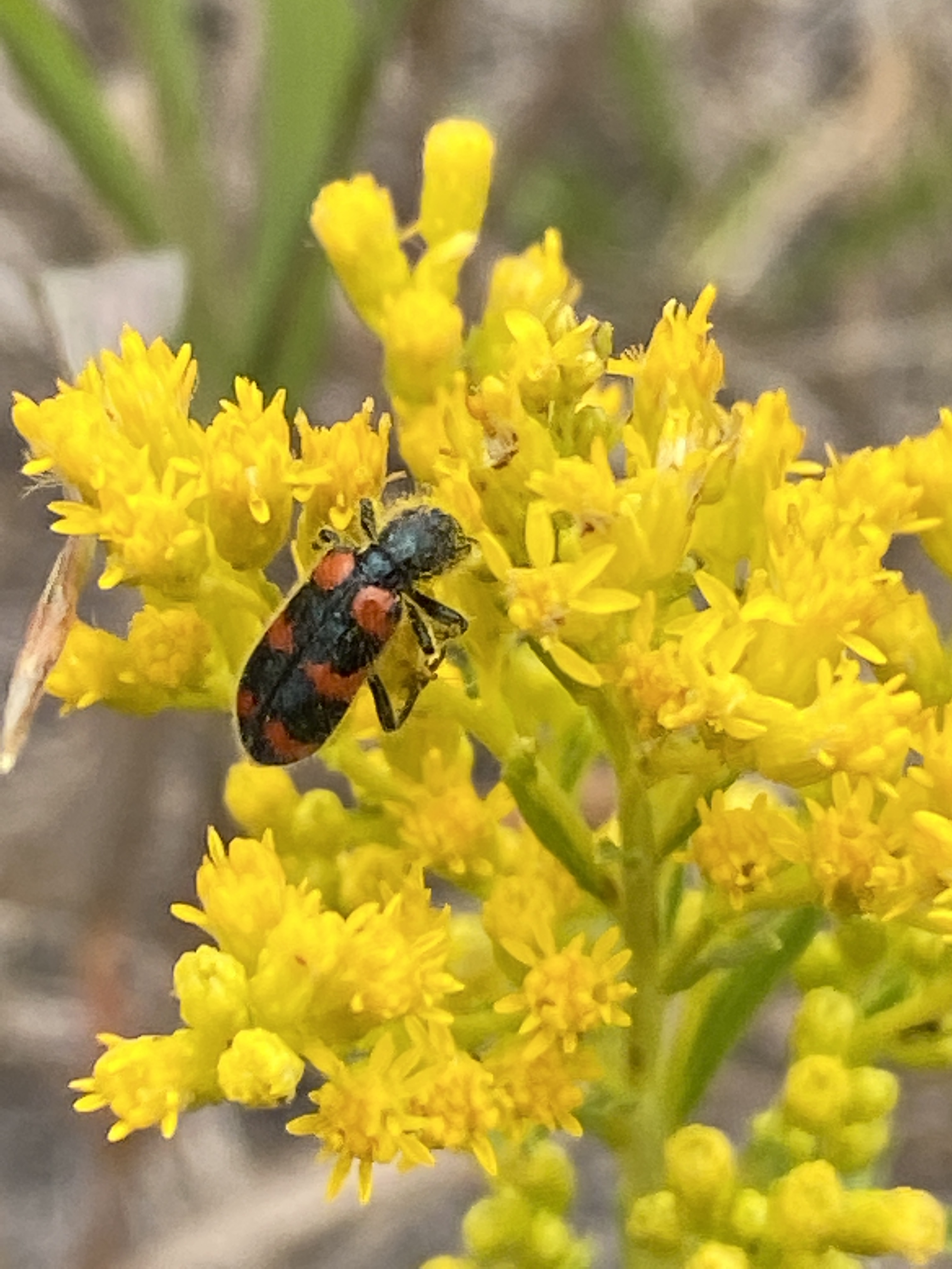 Red-blue Checkered Beetle Trichodes nuttalli on a Missouri Goldenrod Solidago missouriensis at the afforestation area
