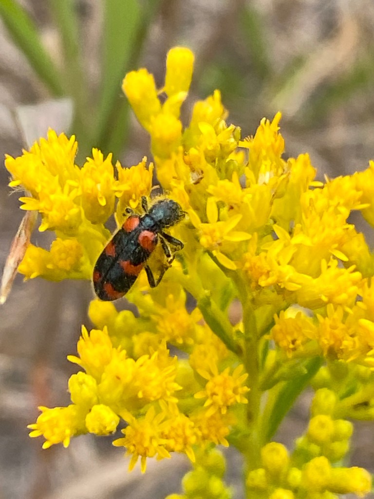 Red-blue Checkered Beetle Trichodes nuttalli on a Missouri Goldenrod Solidago missouriensis at the afforestation area