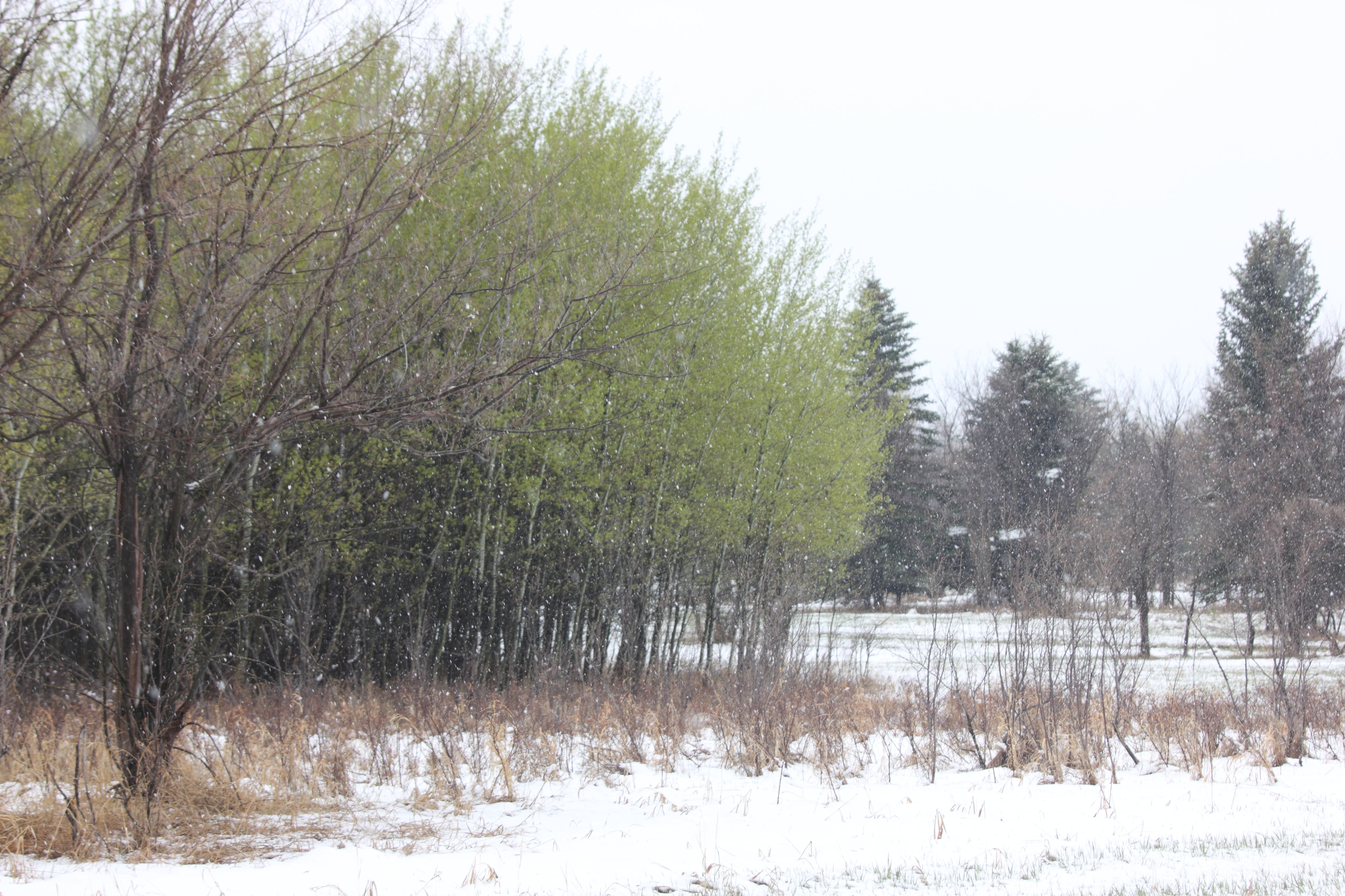The magic of George Genereux Park, City of Saskatoon at RM of Corman Park 344 boundary