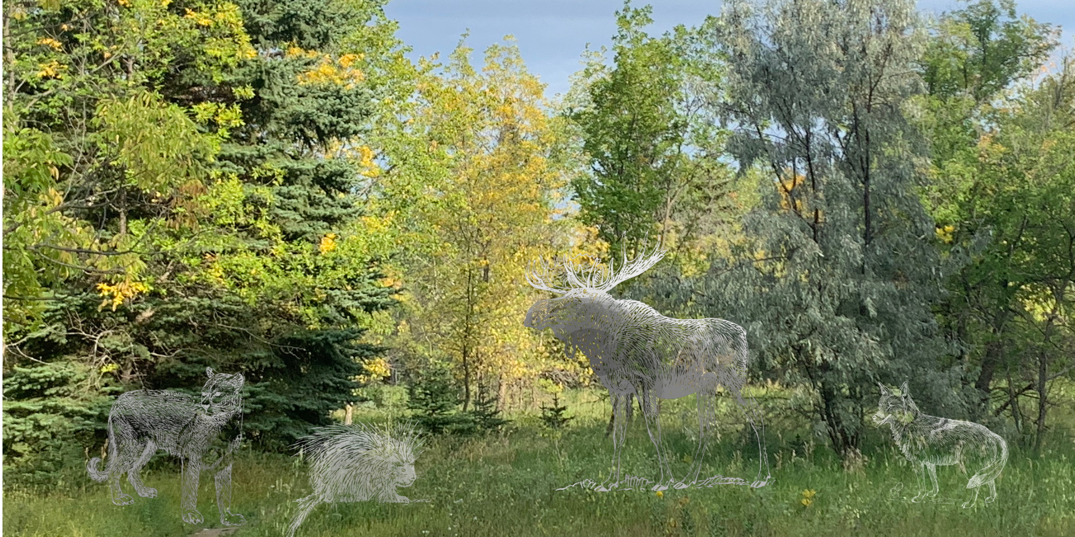 Wildlife in Forest