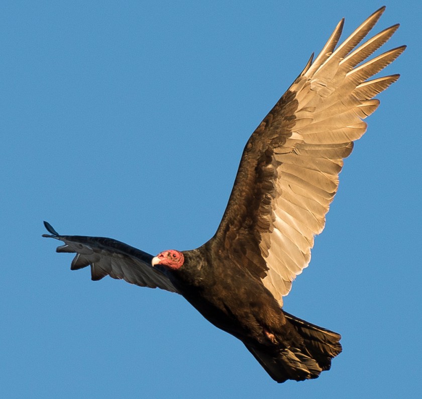 Turkey Vulture (Cathartes aura), species at risk