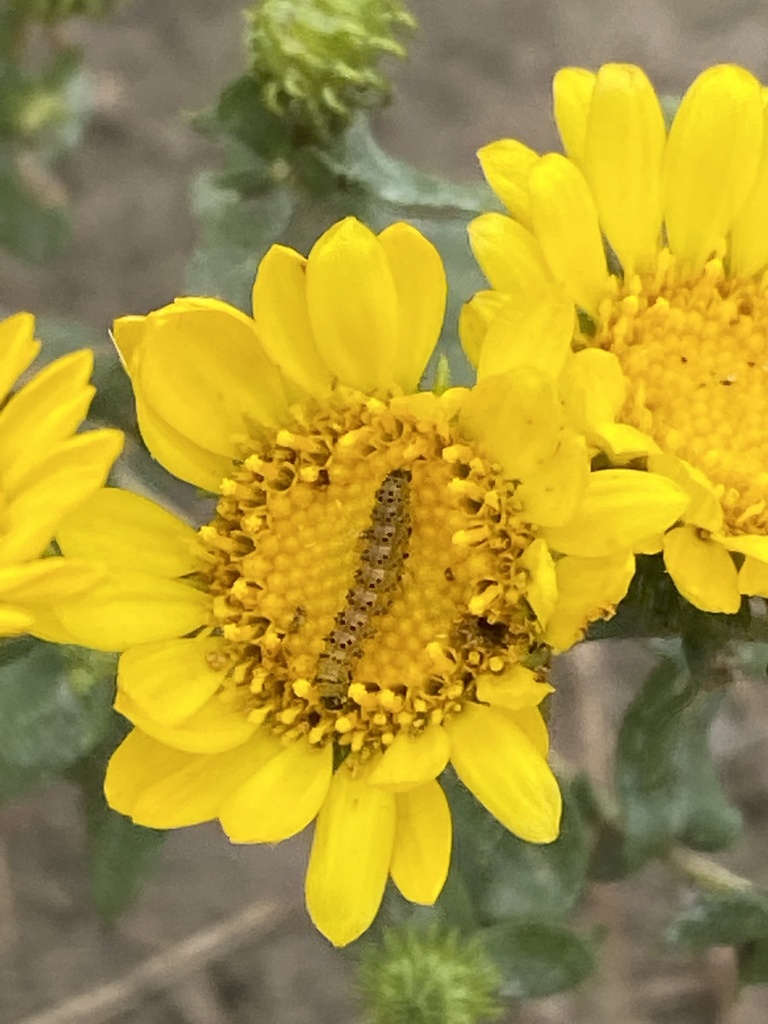 Yellow Sunflower Moth Stiria rugifrons on top of Curlycup Gumweed Grindelia squarrosa