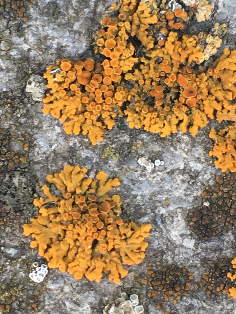 LIchen
