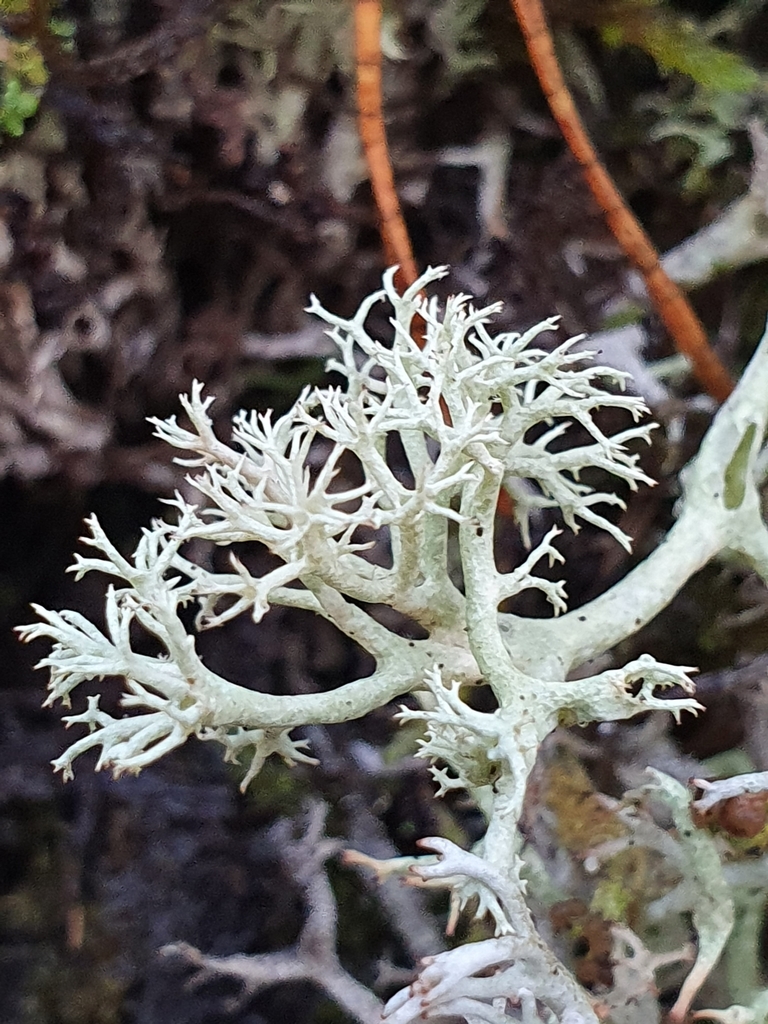 Lichen