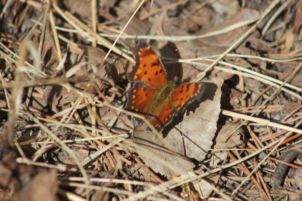 Gray Comma Butterfly Spring Polygonia progne