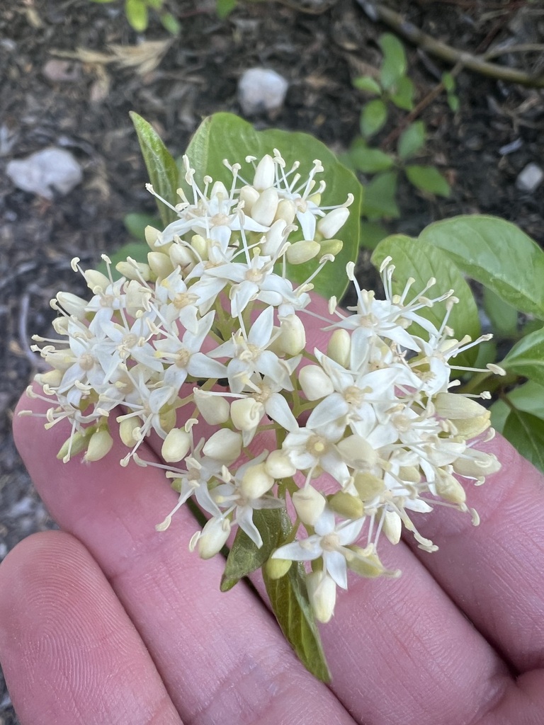 Red Osier Dogwood Cornus sericea flower