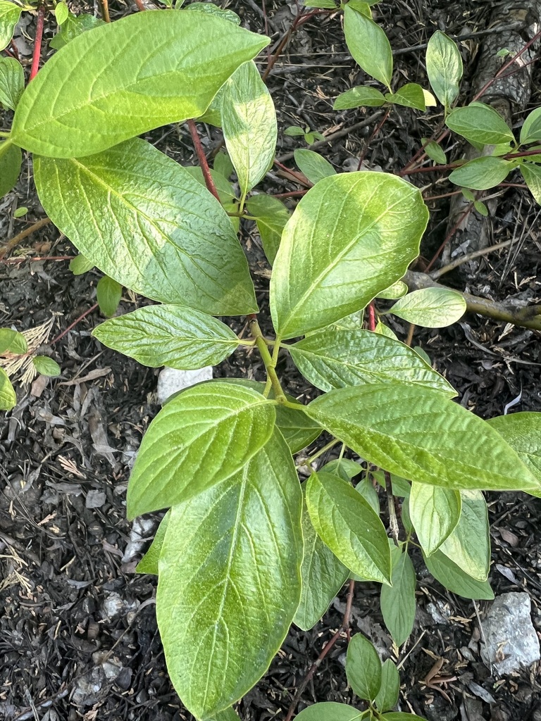 Red Osier Dogwood Cornus sericea leaf