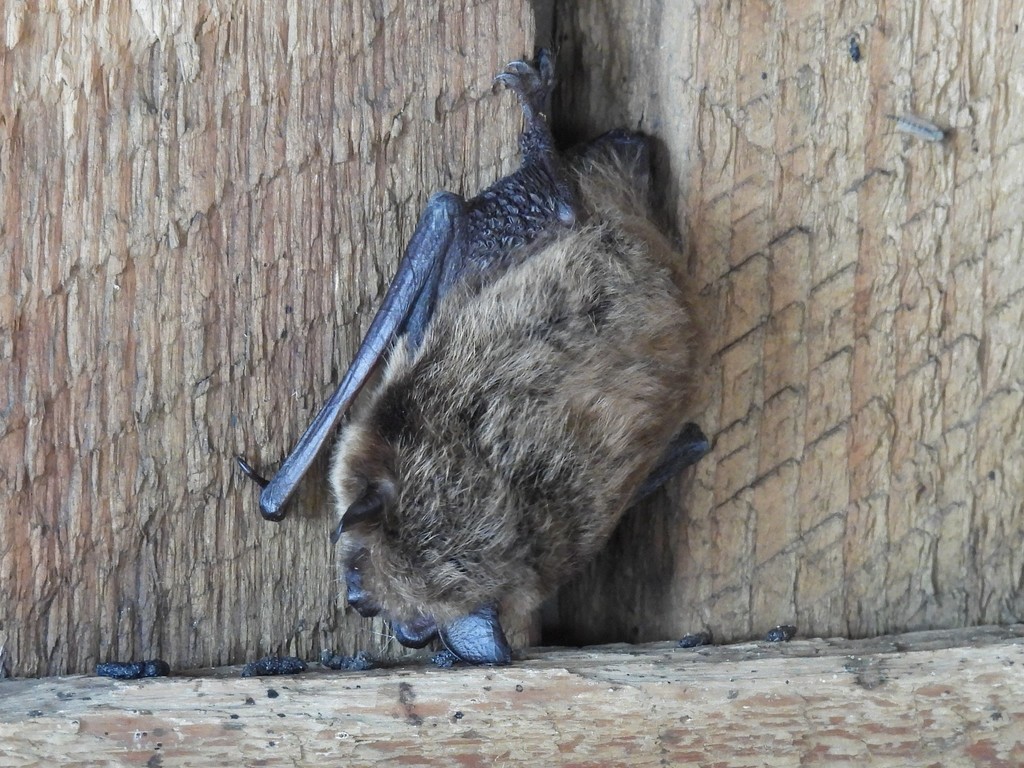 Little Brown Bat Myotis lucifugus