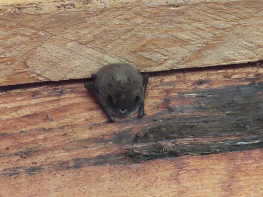 Little Brown Bat Myotis lucifugus