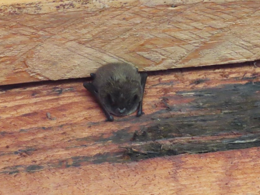 Little Brown Bat Myotis lucifugus