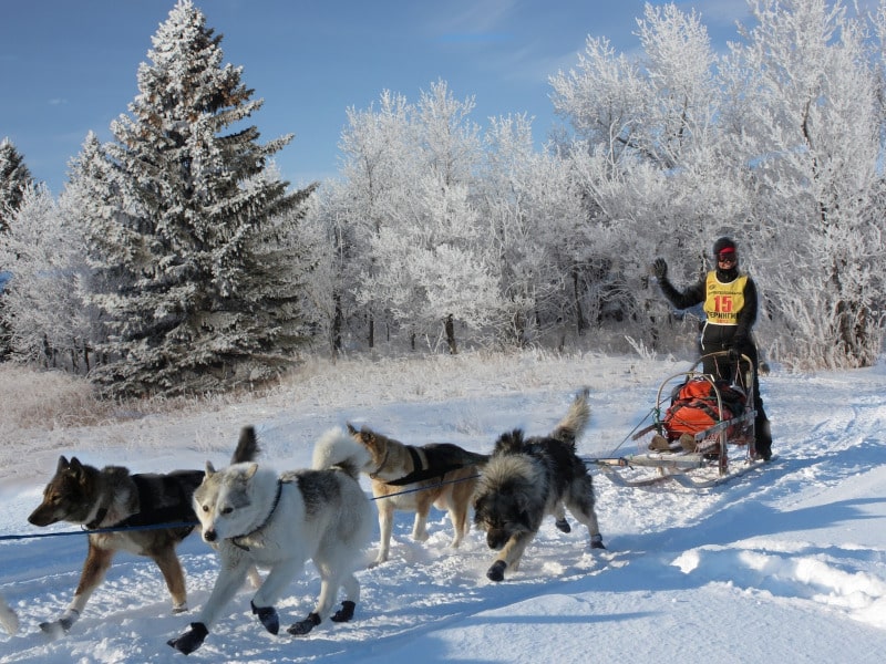 Dog Sledding Event Saturday January 13, 2024 at Richard St. Barbe Baker Afforestation Area