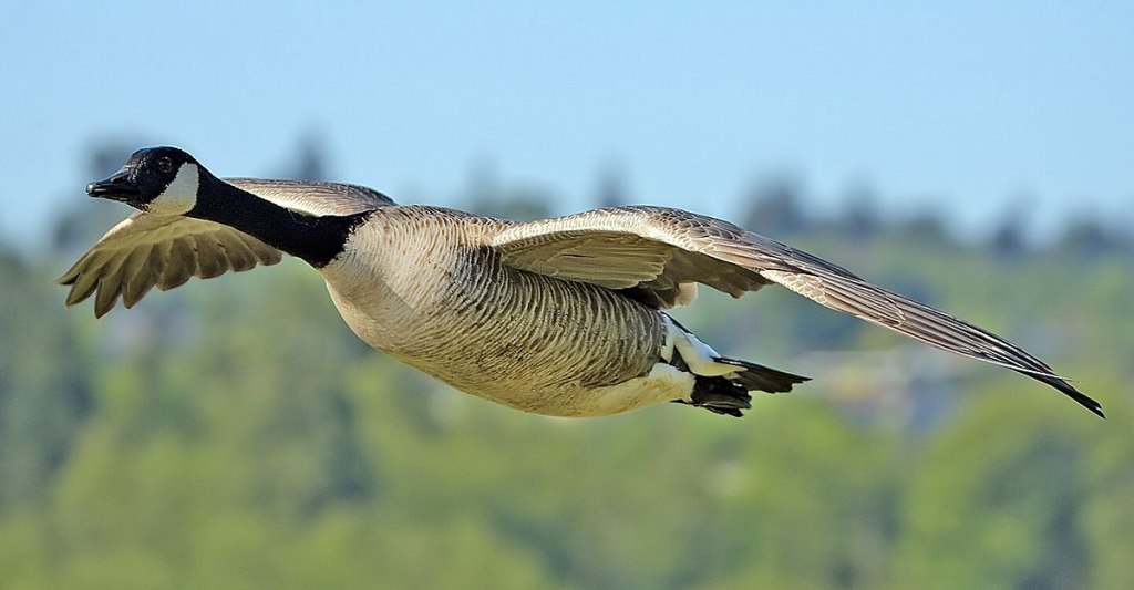 Canada goose courtesyAlan D. Wilson