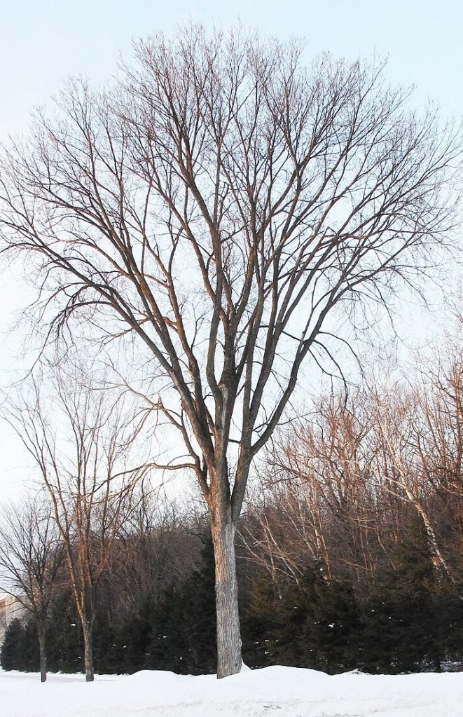Elm Silhouette:
Silhouette of an American elm (Ulmus americana), its tall trunk rising into a graceful, vase-like form. The arching branches sweep upward and outward, creating a broad, fan-shaped crown that spreads wide like an open canopy, a classic hallmark of the species.