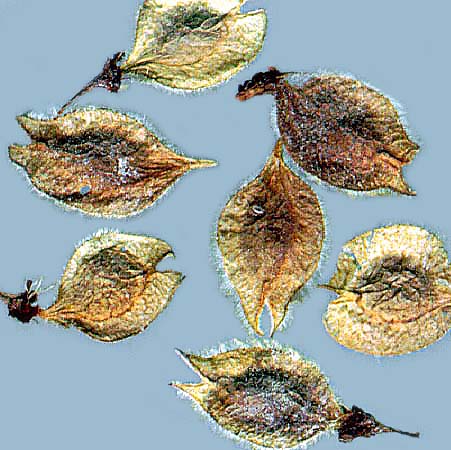 Close-up of American elm (Ulmus americana) seeds showing the small, oval to slightly round seed bodies. The surface is smooth to lightly textured, with a central embryo visible within each seed.
Courtesy Gmihail, CC BY 3.0