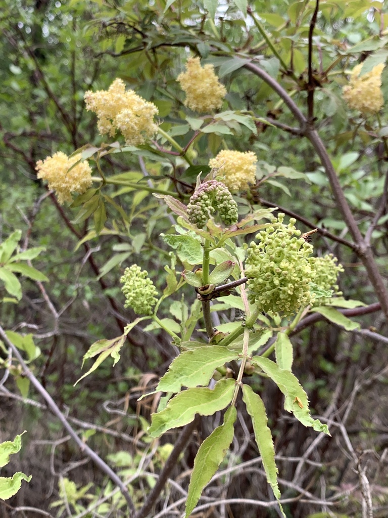 Sambucus racemosa Red-berried Elder