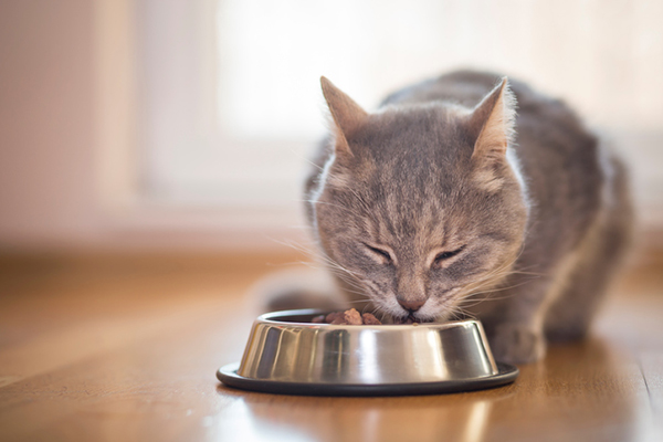 give attention to their diet