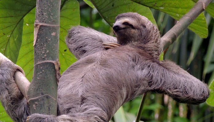 SLOTH