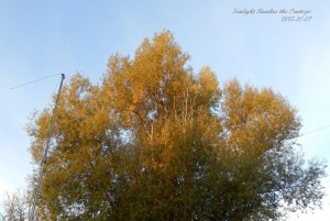 Sunlight in the Treetops