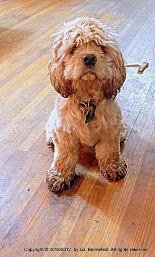 muddy puppy in the front room, wanting to sit in a lap.