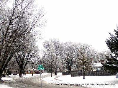 hoarfrost clings to the branches of the trees along our street