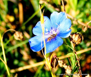 blue wild flax flower in overgrown garden with hoverfly
