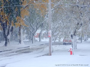 windblown street in the midst of a blizzard