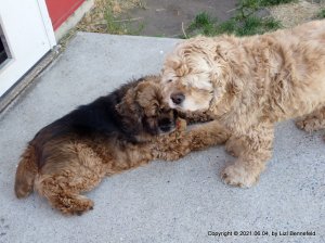 cocker spaniels in need of haircuts