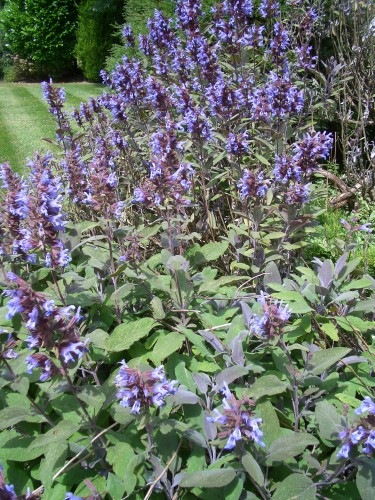 Sage-Google-Images.jpg Sage