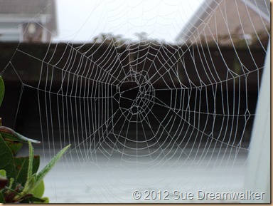 Spiders Web 1 Spiders Web 1