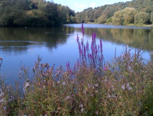 Vicar's Water. A Sanctuary for wild life