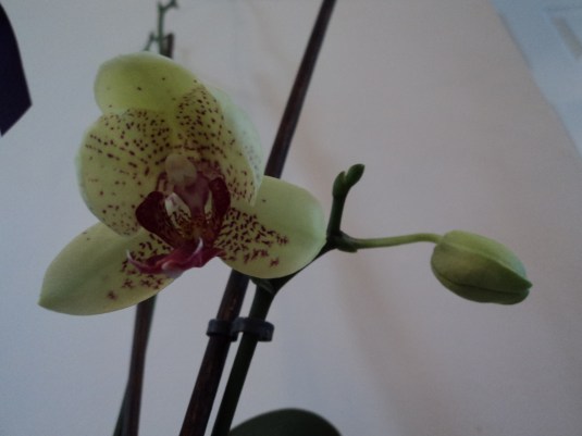 Orchid 1