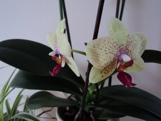 Orchid 2