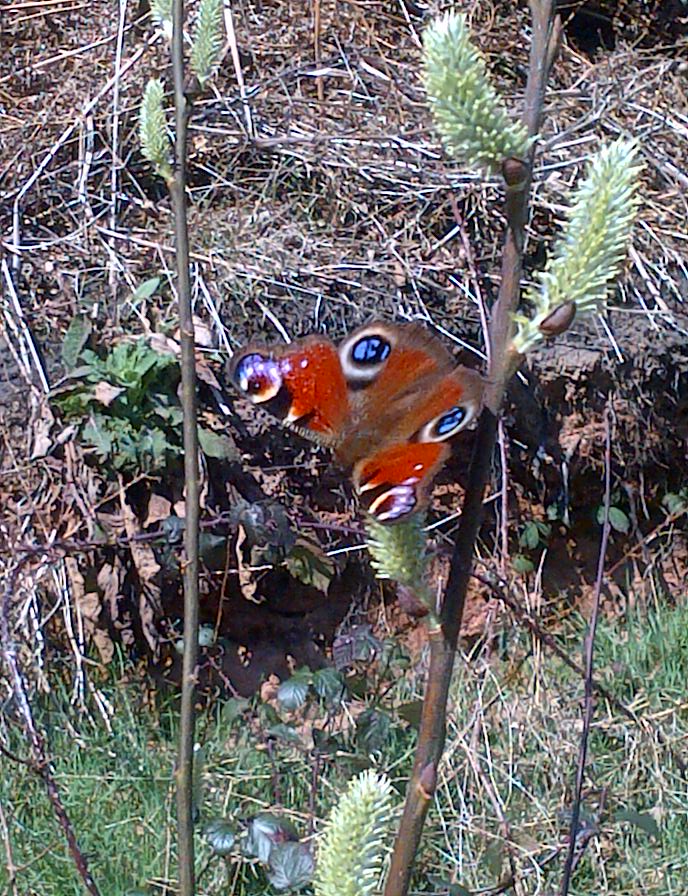 Peacock Butterfly