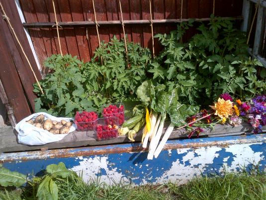 Harvesting Dinner