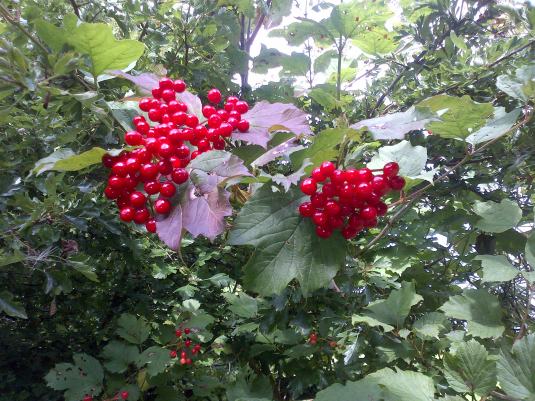 Beautiful Berries along an autumn walk