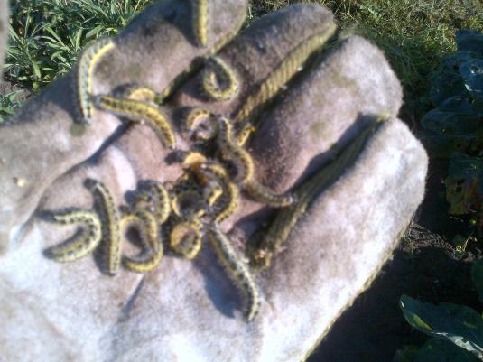 Caterpillars in abundance means butterflies for next year.