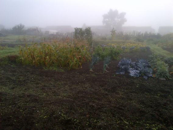 Misty Morning on the Allotment Plot