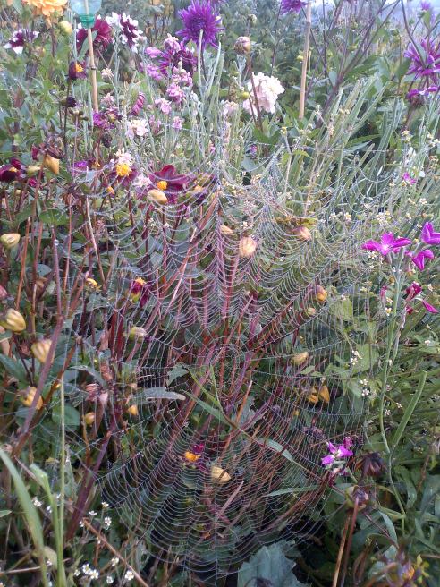 Spiders web2