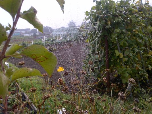Spiders Web 3