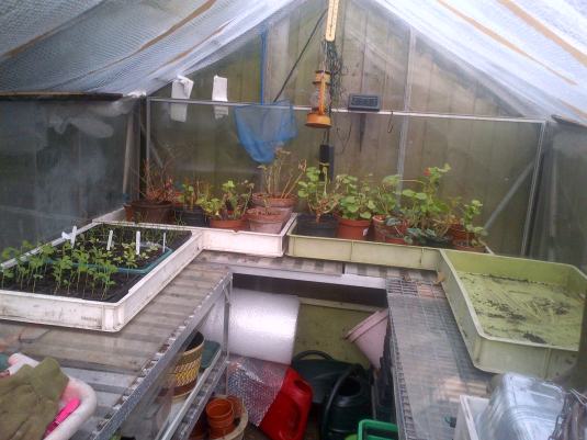 Preparing the greenhouse ready for planting