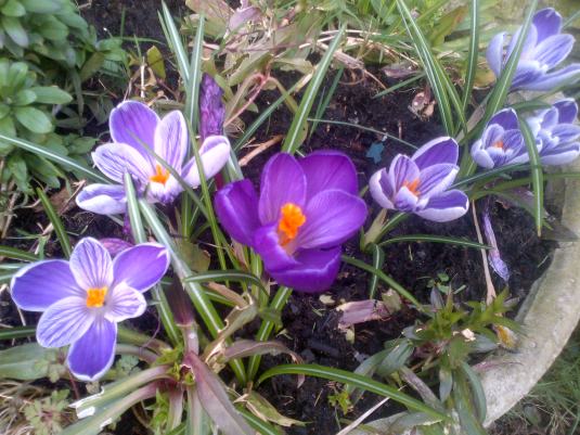 Spring Bulbs opening to the Sun