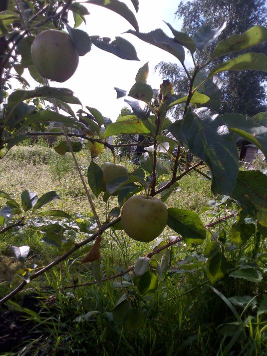 Our Apples