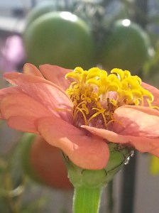 Rev 21:5 ESV And he who was seated on the throne said, “Behold, I am making all things new.” Also he said, “Write this down, for these words are trustworthy and true.” (Picture taken by Susanne Schuberth)